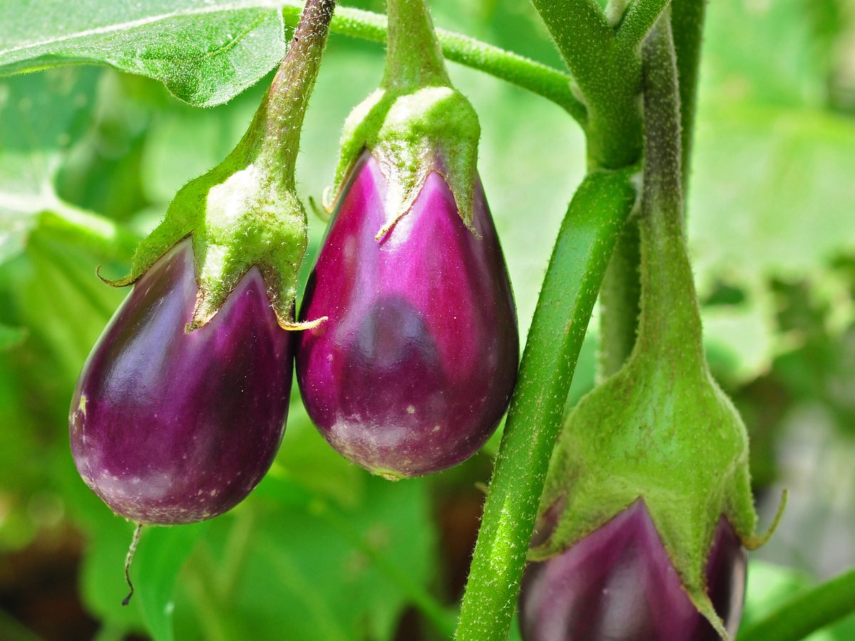 Berenjena de Frutos del Guadalquivir