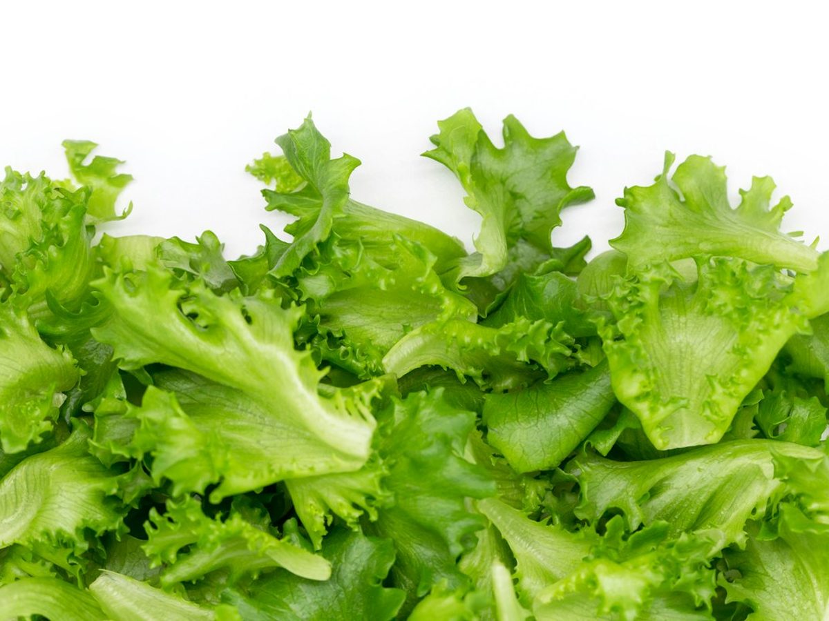Lechuga de Agrícola Campo de Dalías