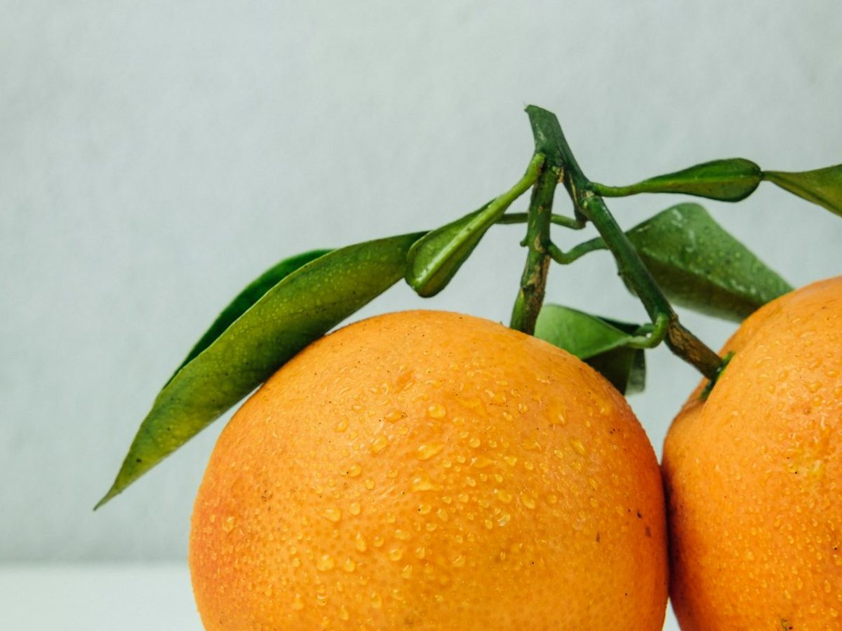 Naranja de El Coto de Calatayud
